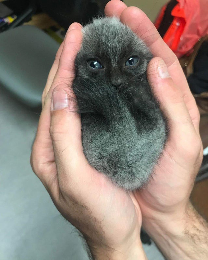wholesome cat posts cat held by human hands
