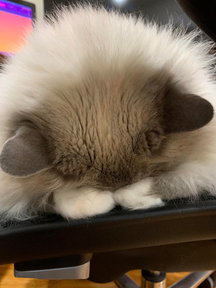 wholesome cat posts cat looks like bowing while sleeping