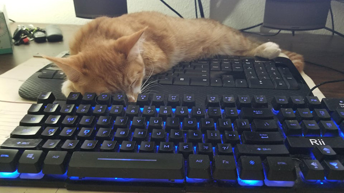wholesome cat posts cat sleeping on keyboard