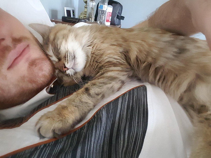 wholesome cat posts cat sleeping on man's chest