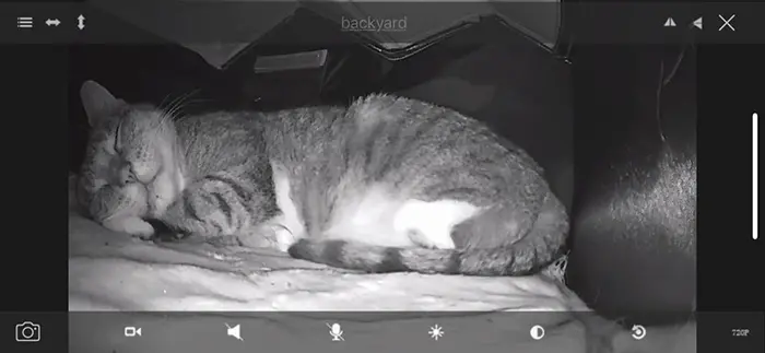 wholesome cat posts cat sleeping viewed on security camera