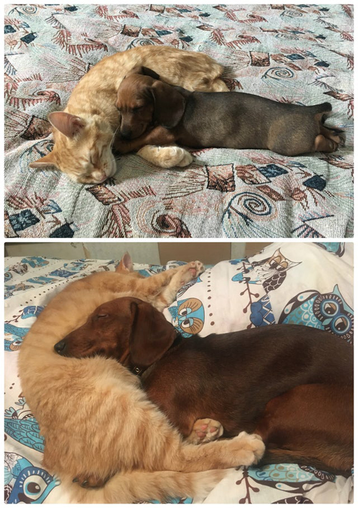 wholesome cat posts dog and cat sleeping beside each other