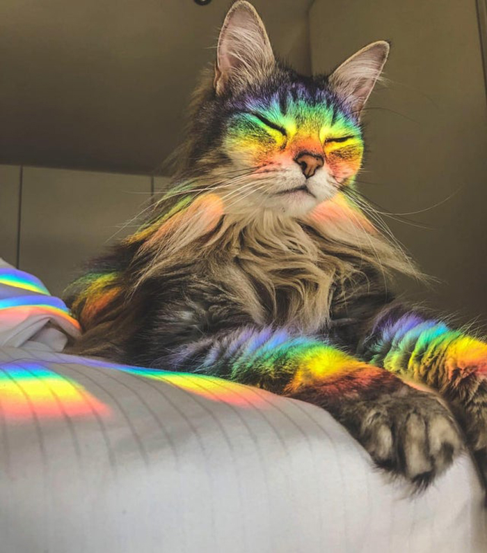 wholesome cat posts light refraction on a cat