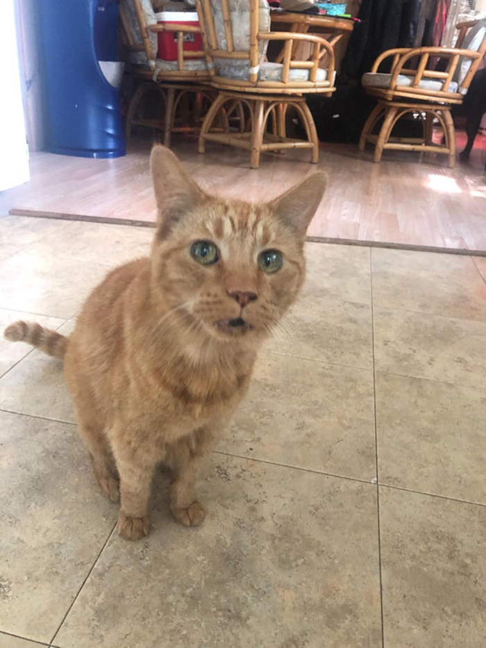 wholesome cat posts orange cat with green eyes