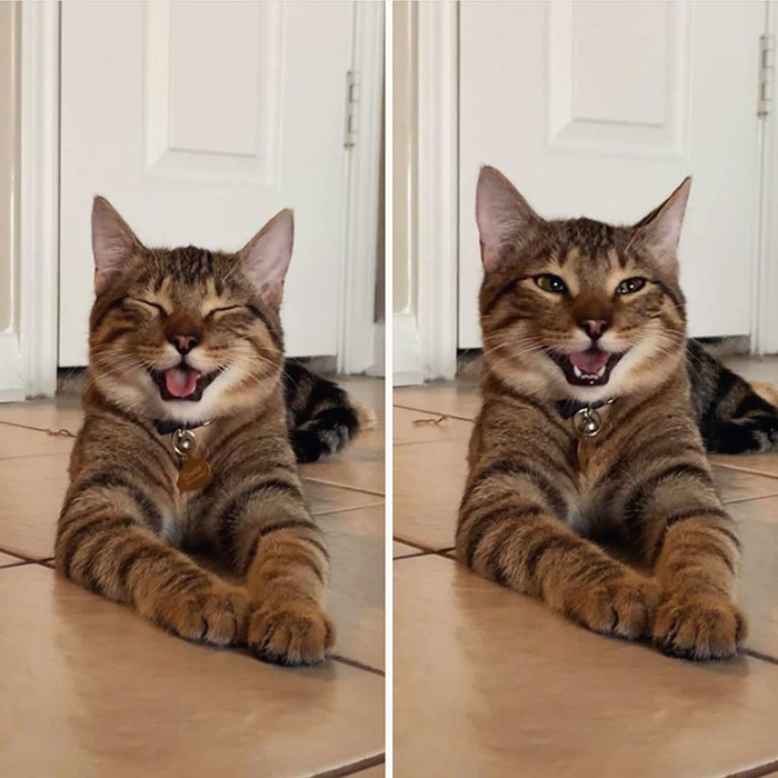 wholesome cat posts smiling cat