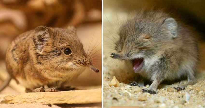 Elephant shrews