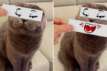 Funny cat expressions