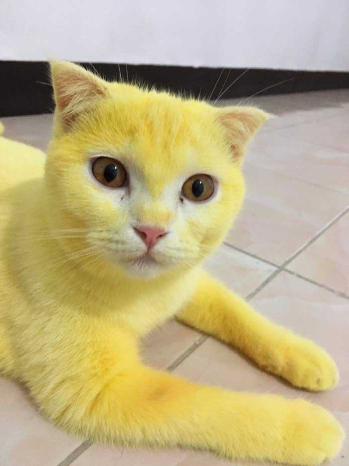 Ka-Pwong doesn't realize that its fur has turned yellow