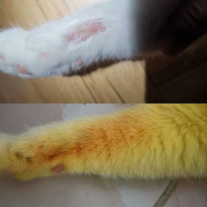Ka-Pwong's ringworm infection before and after