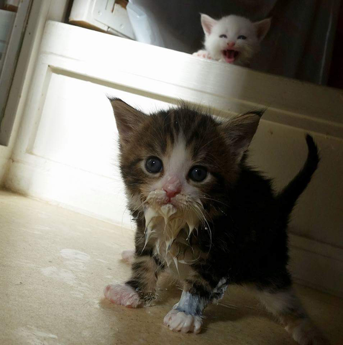 Kitten with milk on its snout and paws