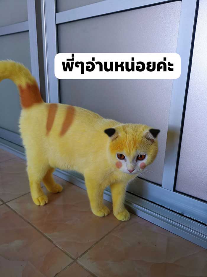 Thammapa photoshopped her cat to look more like Pikachu