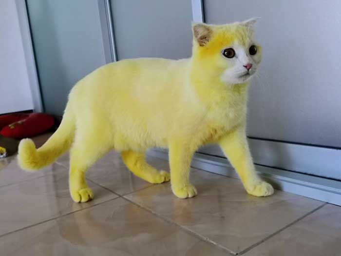 This cat turned yellow after having turmeric applied to its whole body
