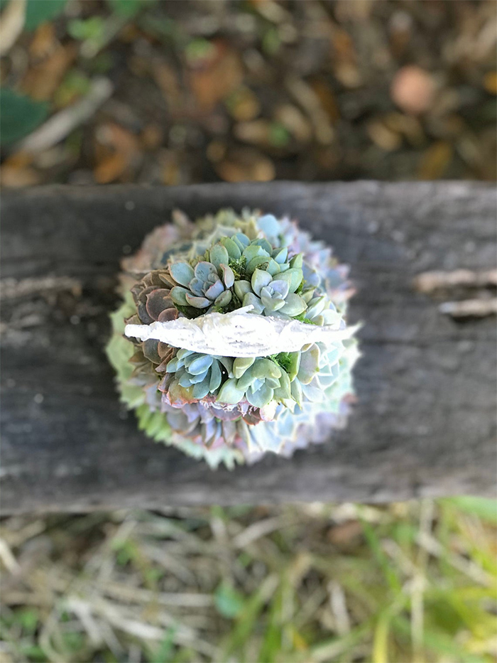 aurora echeverias mini holiday tree top view