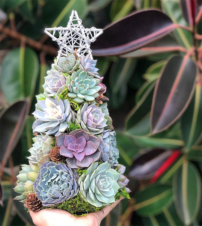 aurora echeverias mini holiday tree