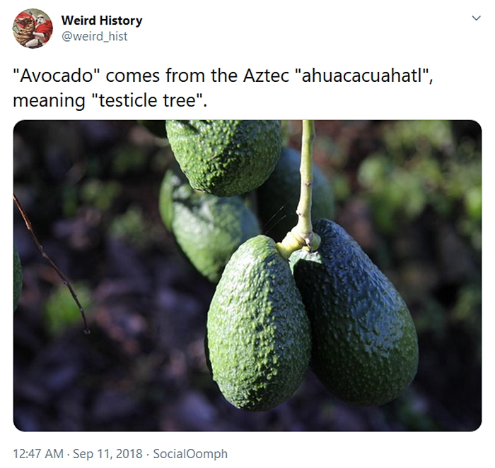 avocado etymology testicle tree