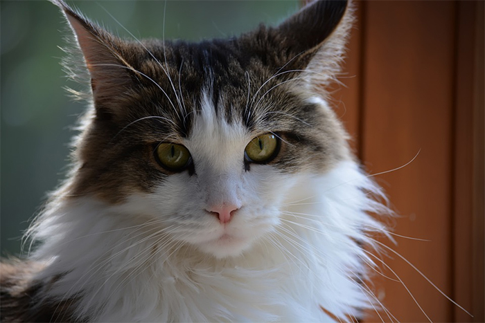 beautiful maine coon cats