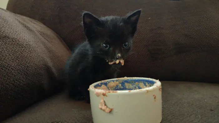 blue the black kitten is a messy eater