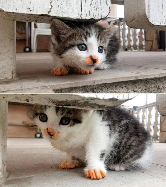 bolognese thief-messy cats