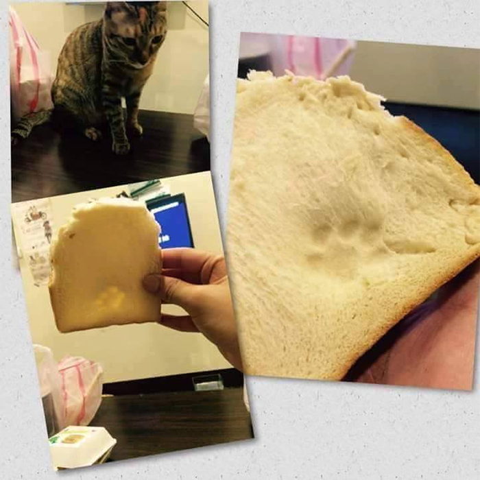 bread slice with cat paw print