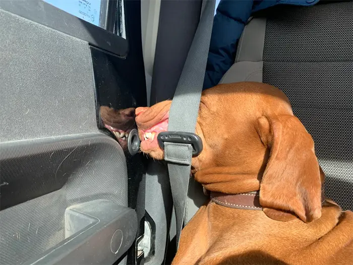 canine comfy car naps