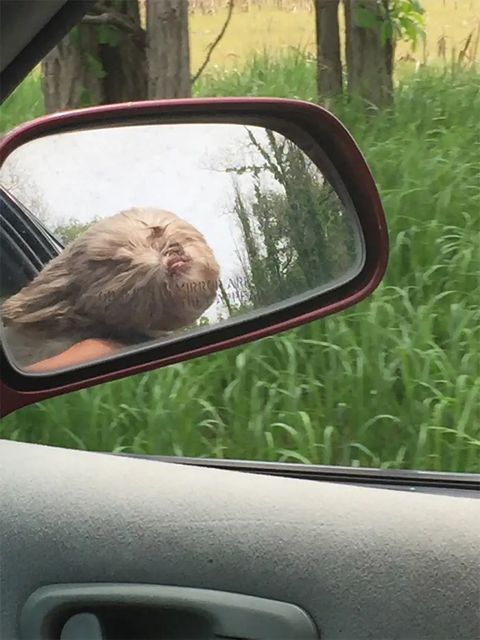 canine ewok on a speeder