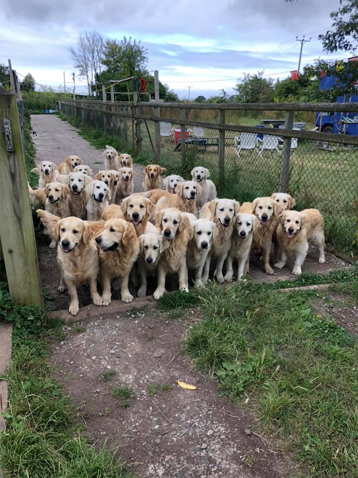 canine gate