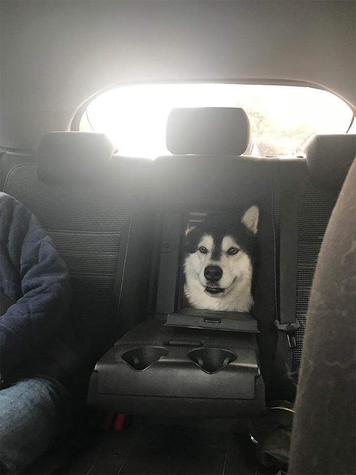 car with built-in doggo window