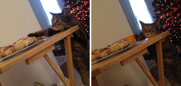 cat attempting to get a cinnamon roll from table