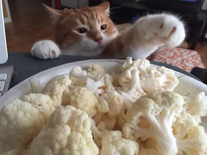 cat caught getting cauliflower from table