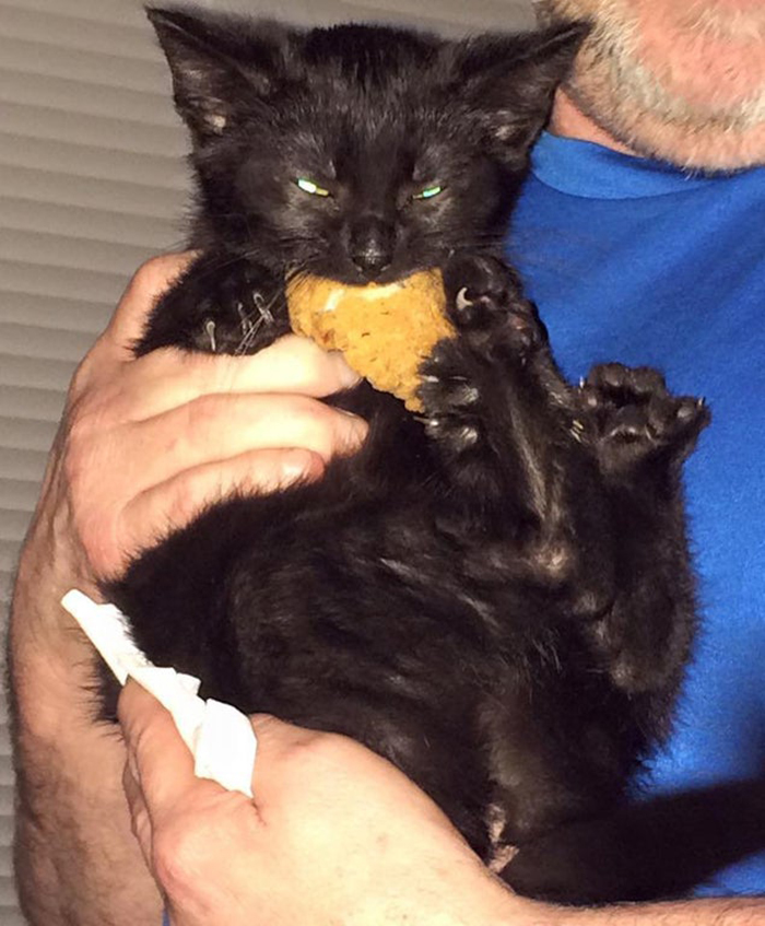 cat eating a chicken