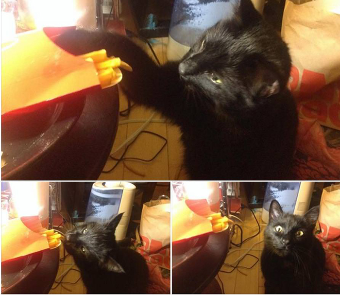 cat stealing fries from table