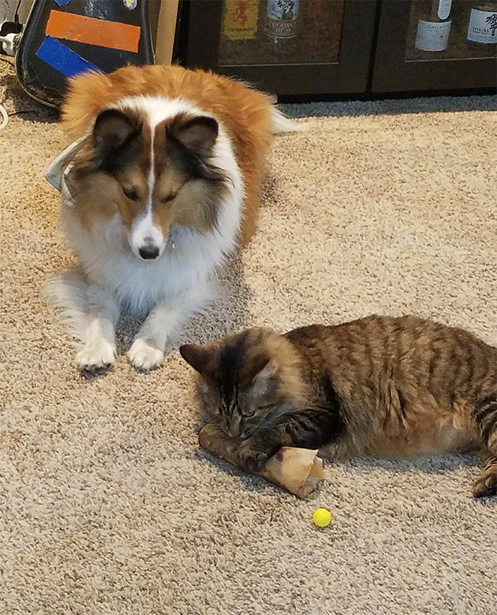 cats and dogs compete over bone