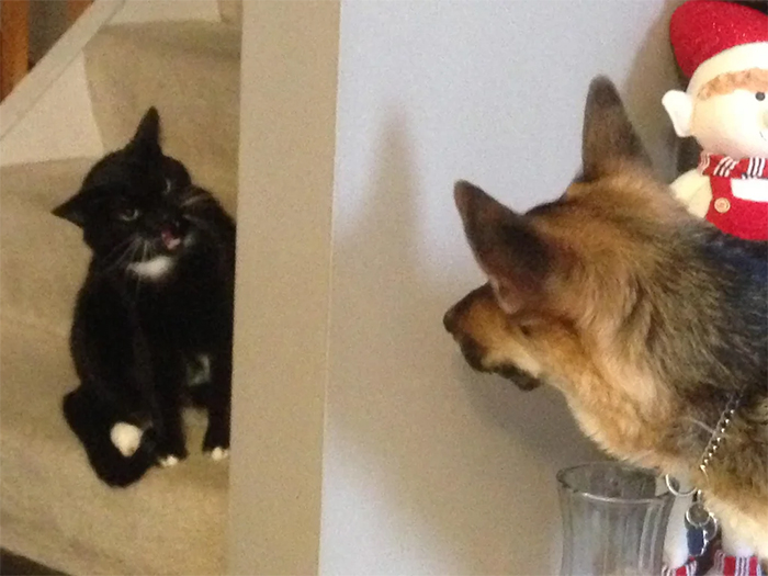 cats and dogs first meeting