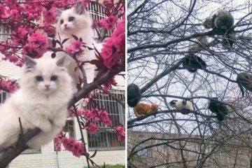 cats sat in trees