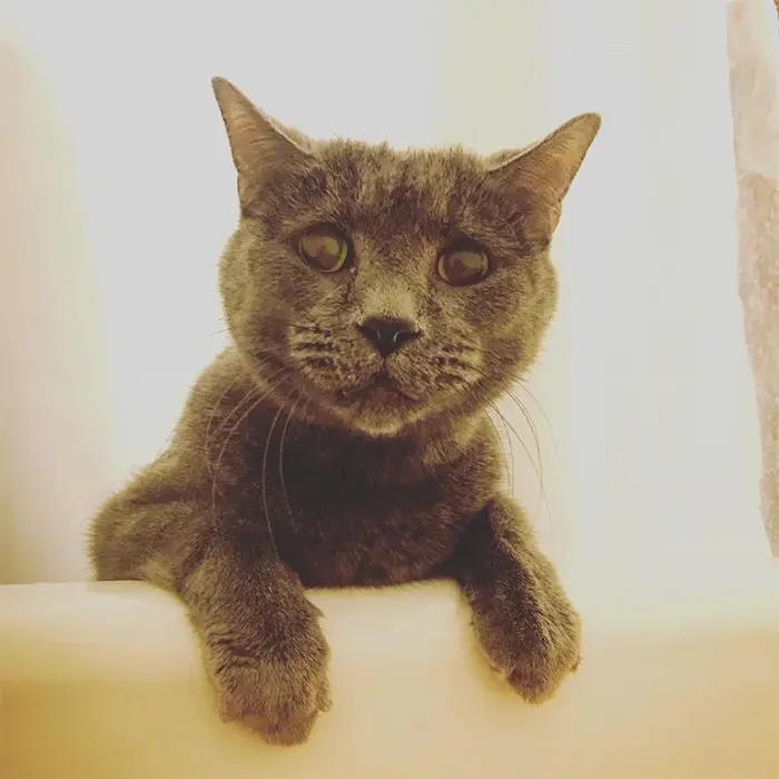 cats concerned about owners taking a bath