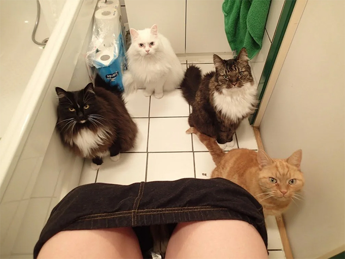 cats disrespecting people privacy