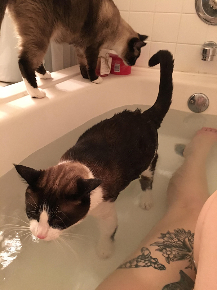 cats in the bath tub with owner
