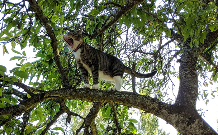cats in tree branches