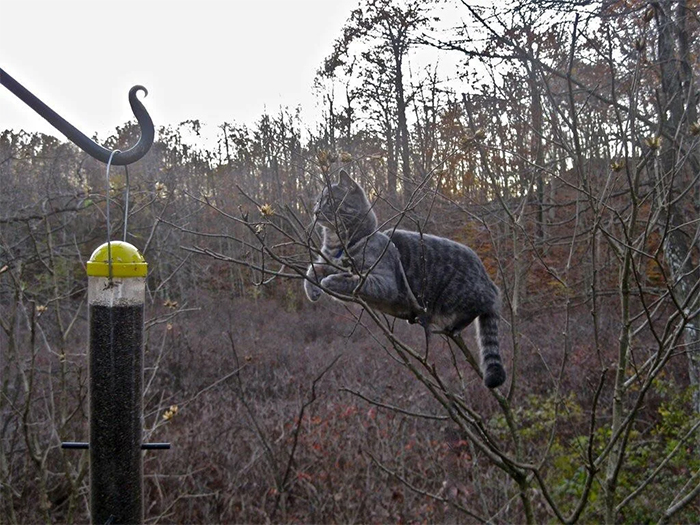 cats in trees watching the bird feeder