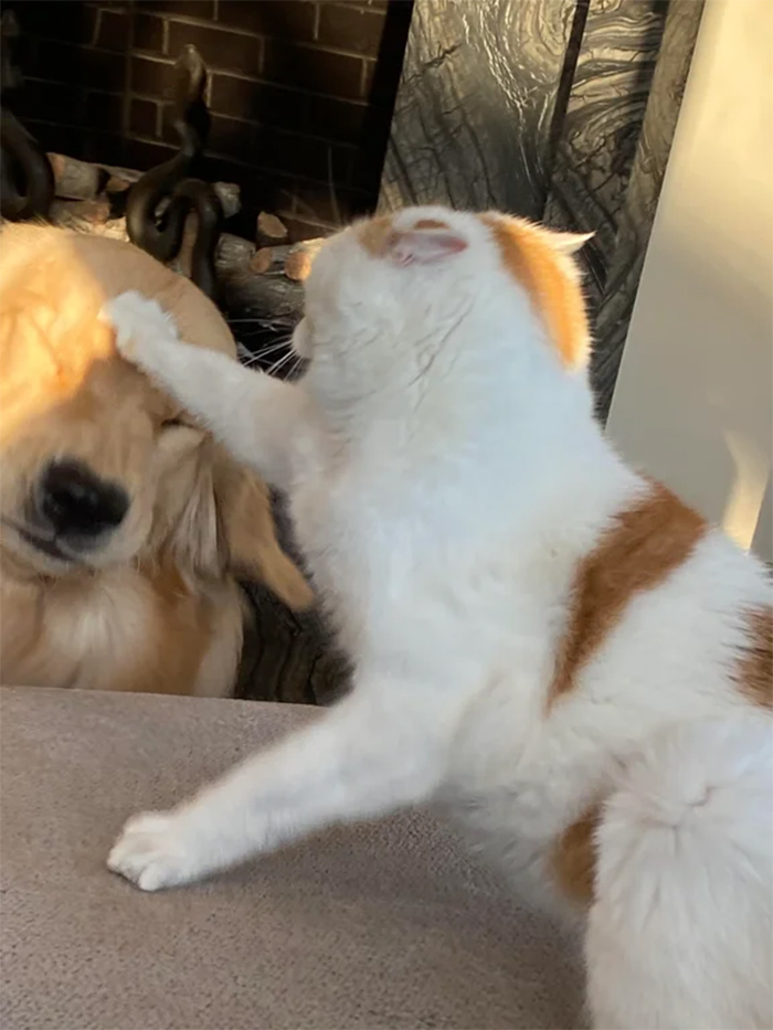 cats refuse to play with dogs