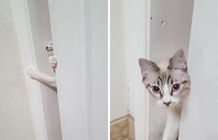 cats sneaking into bathroom door