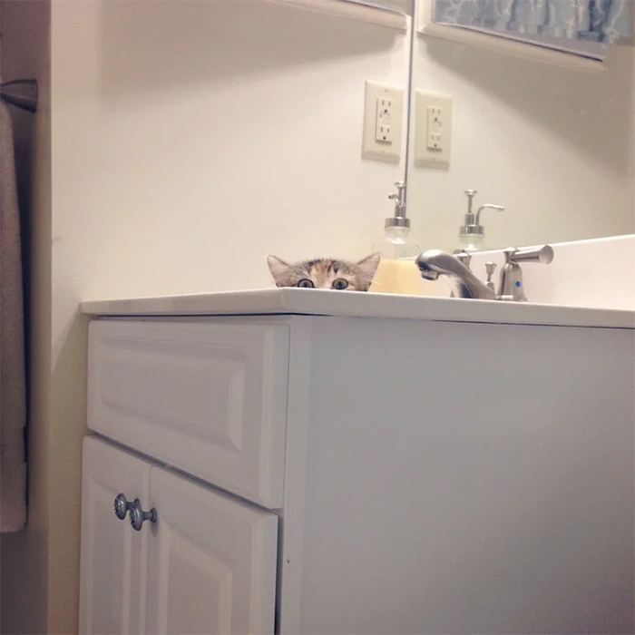 cats spying in the bathroom