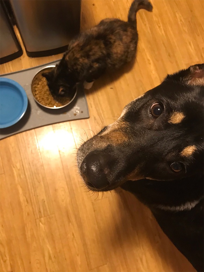 cats stealing dog food