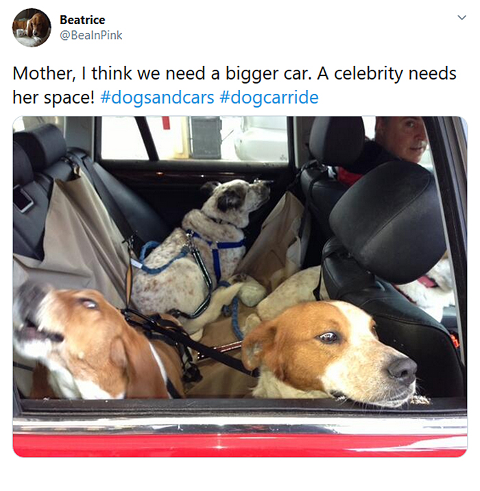 celebrity canine needs her space in the car