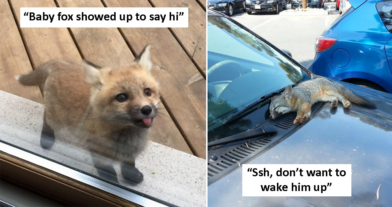 35 Cute Pictures Of Foxes That Show How Adorable They Really Are