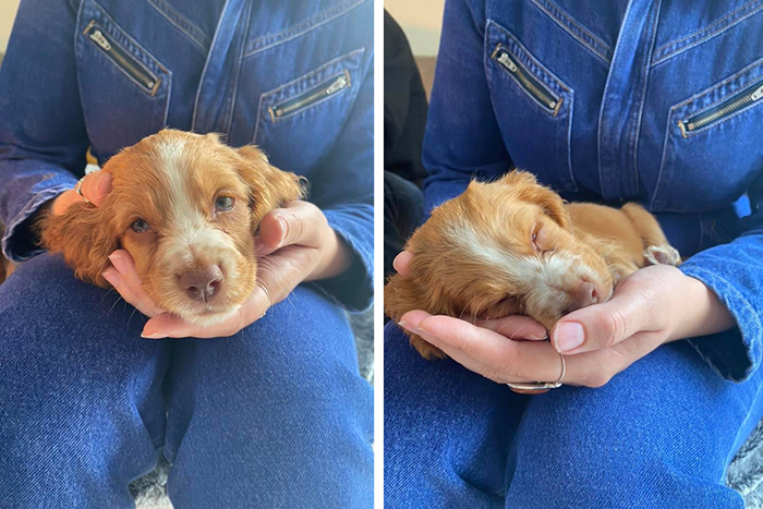 cute pup sleeping on mom hand