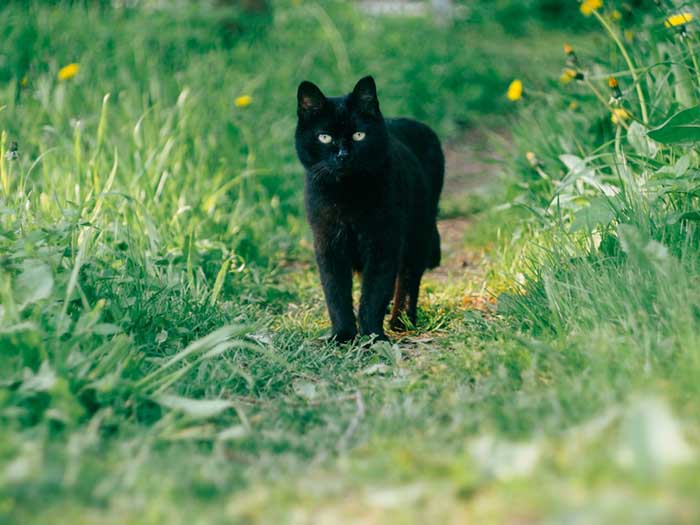 daria-shatova-black-cat-pauses-in-grassy-trail-unsplash