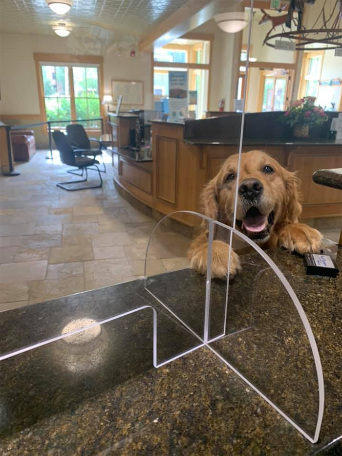 dog at the bank counter