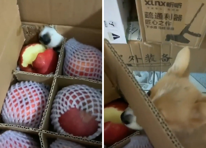 dog caught eating apple from the box