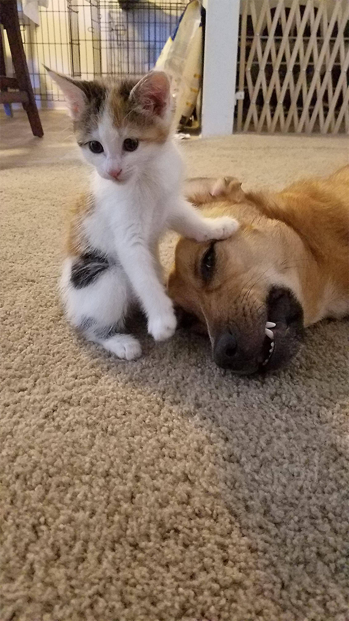 dog defeated by a kitten